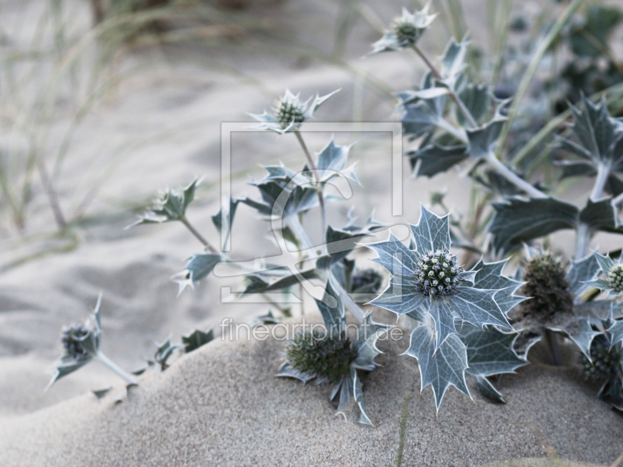 Bild-Nr.: 11787486 Stranddistel erstellt von Christine Bässler