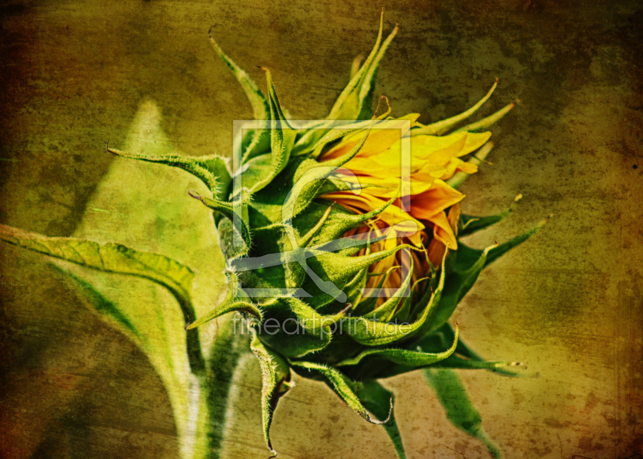 Bild-Nr.: 11787516 Sonnenblume erstellt von createur
