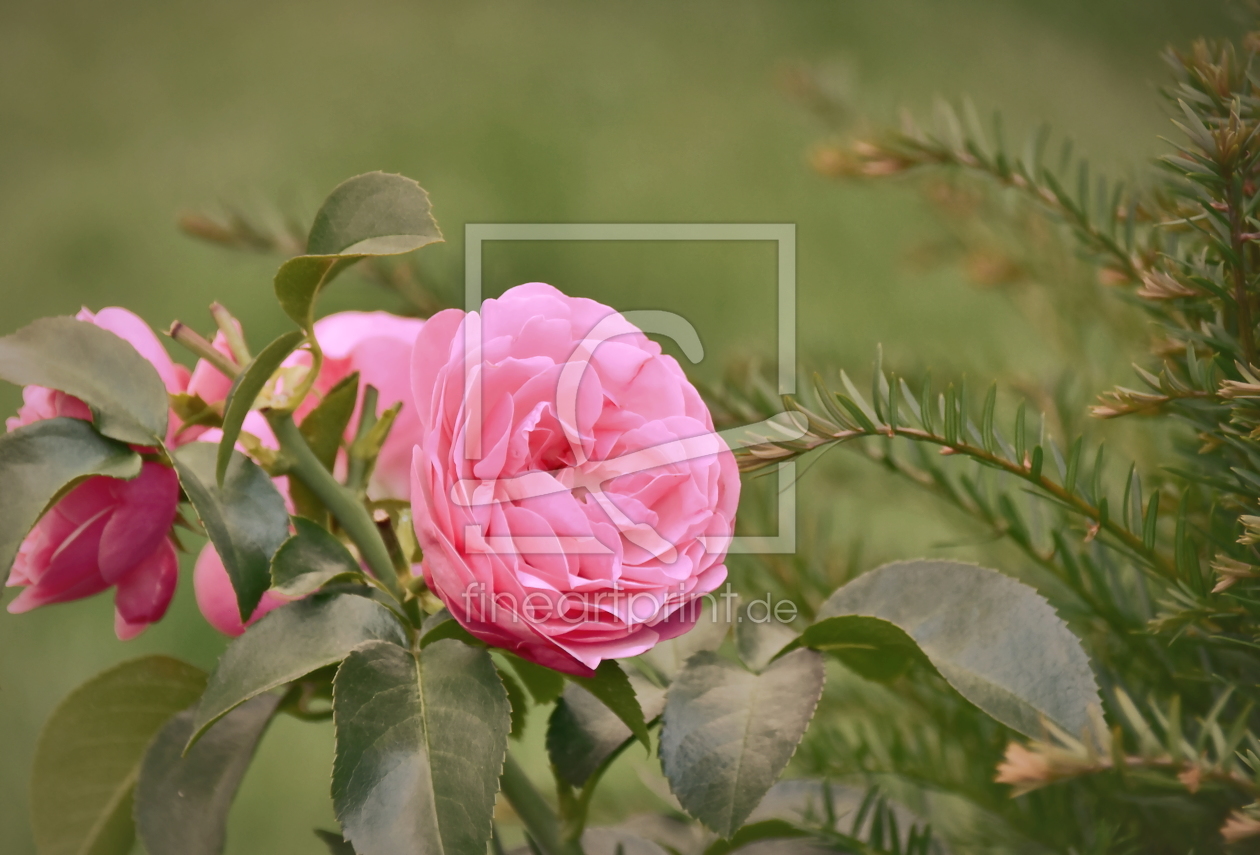 Bild-Nr.: 11787720 Barocke Rose erstellt von DaggiM