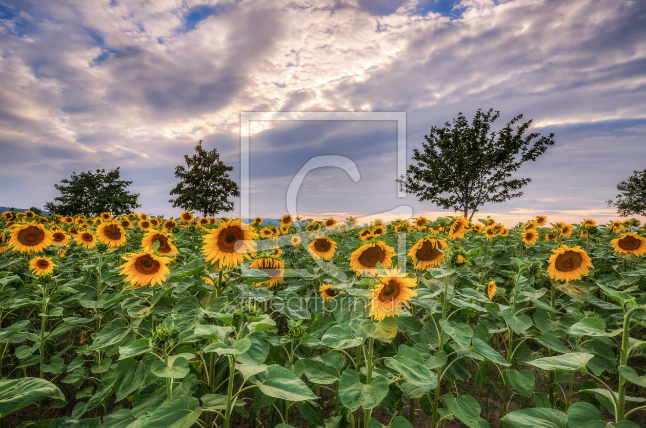 Bild-Nr.: 11787754 Sonnenblumen erstellt von Steffen Gierok