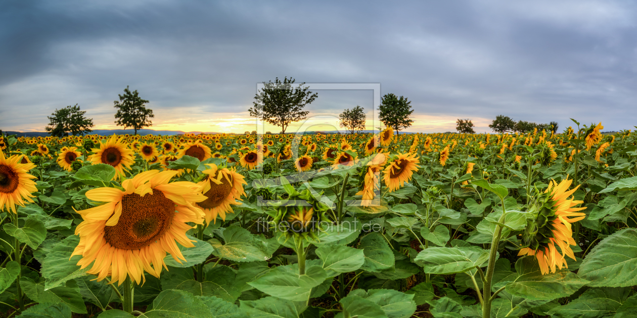 Bild-Nr.: 11787756 Sonnenblumen erstellt von Steffen Gierok