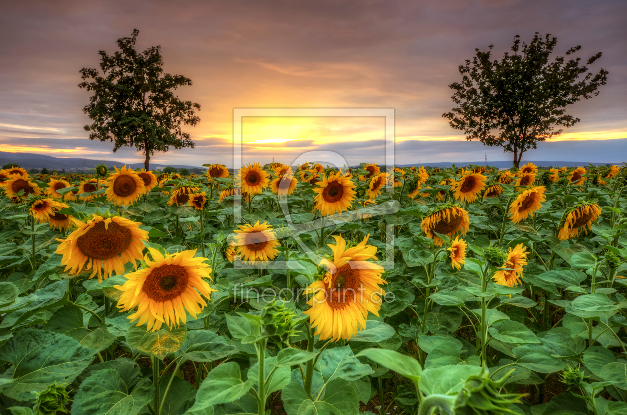 Bild-Nr.: 11787758 Sonnenblumen erstellt von Steffen Gierok