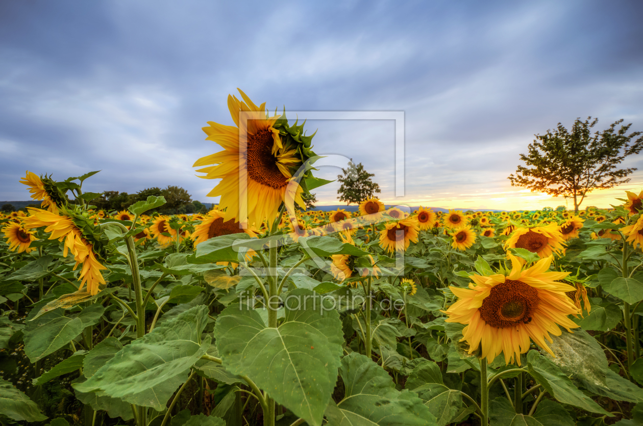 Bild-Nr.: 11787760 Sonnenblumen erstellt von Steffen Gierok
