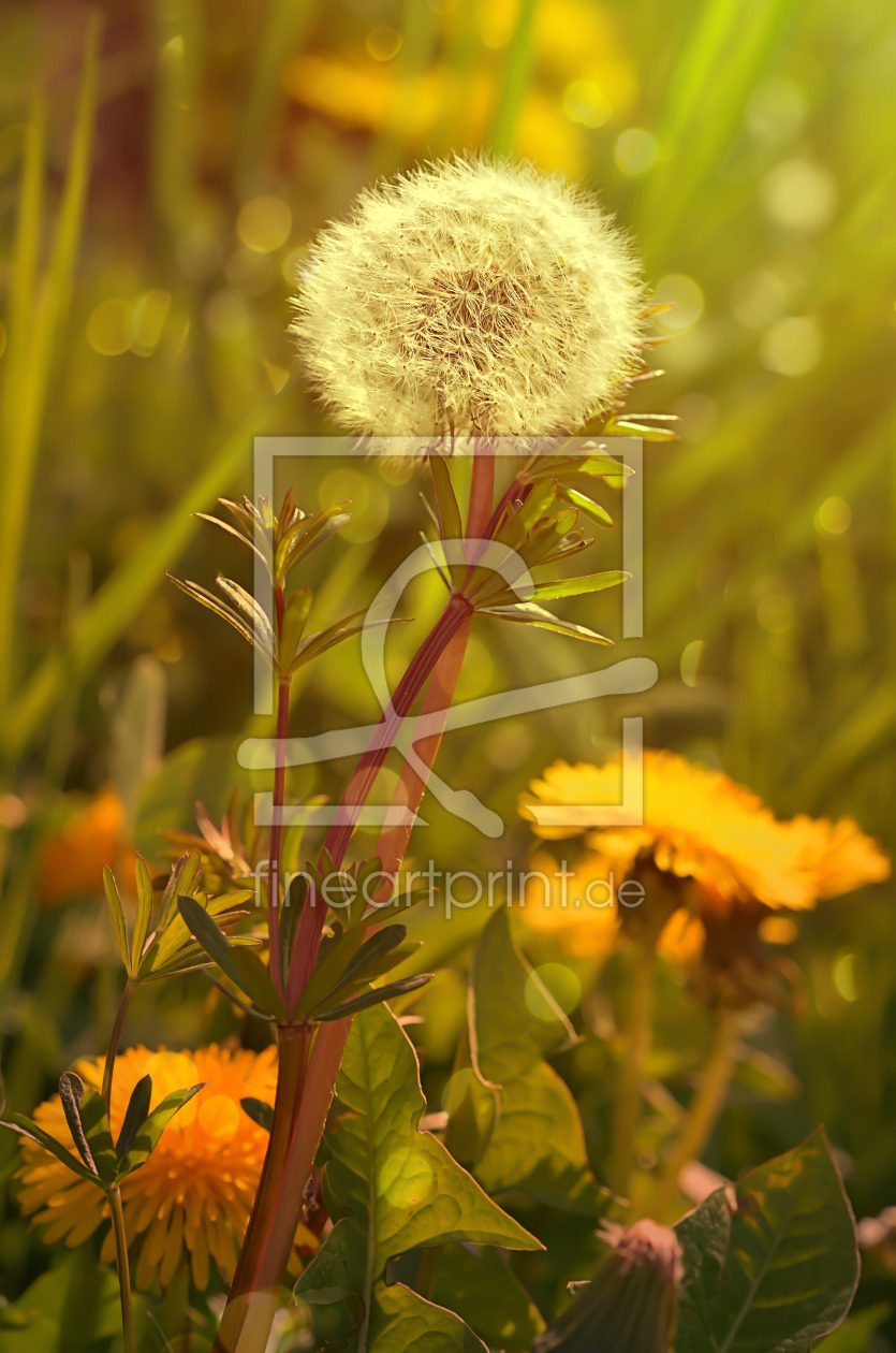 Bild-Nr.: 11787860 Pusteblume erstellt von zwergl0611