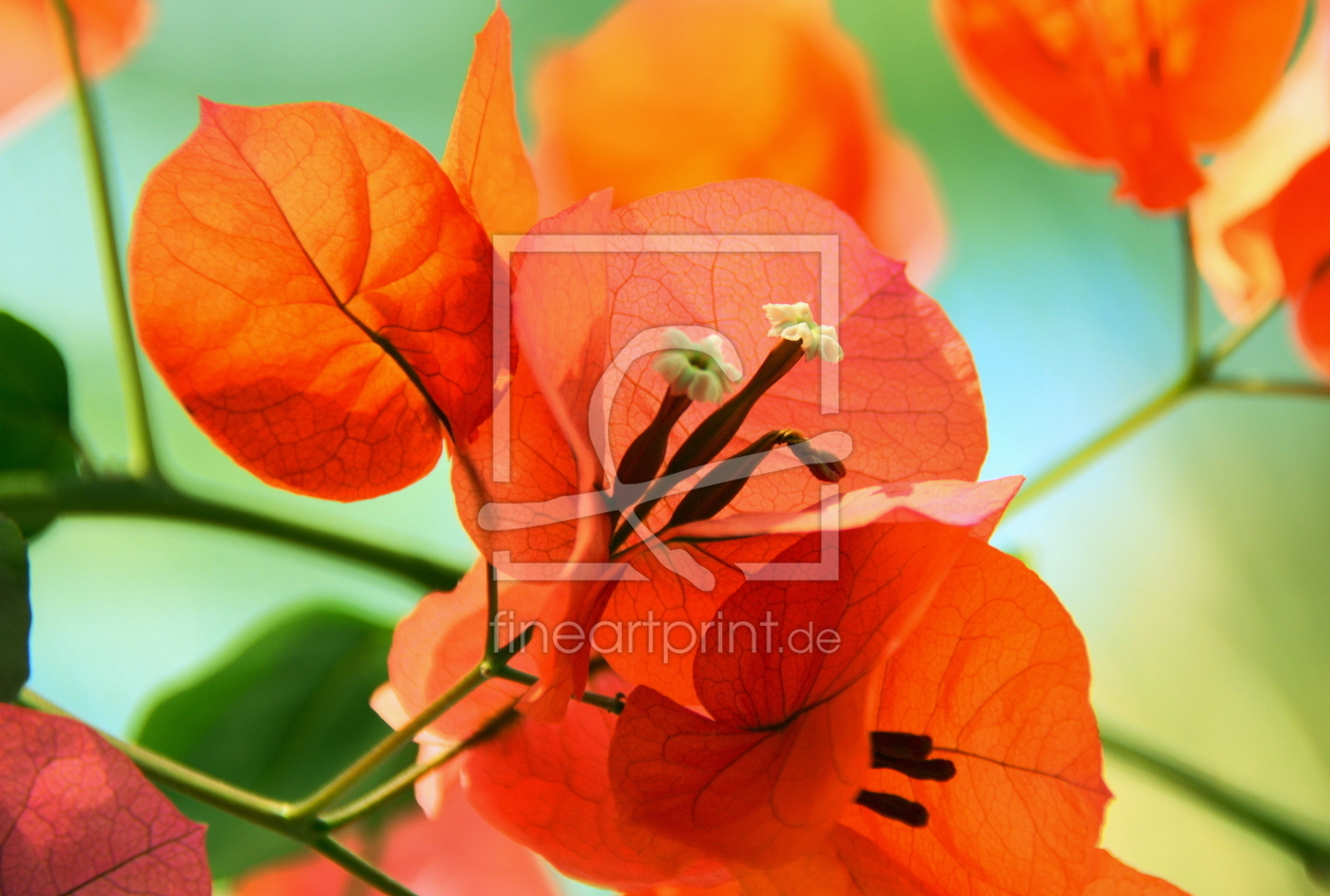 Bild-Nr.: 11787956 Bougainvillea erstellt von GUGIGEI