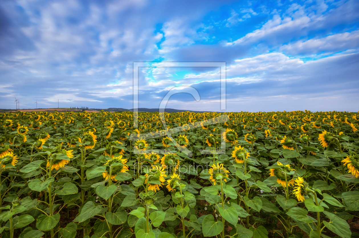 Bild-Nr.: 11788138 Sonnenblumen erstellt von Steffen Gierok