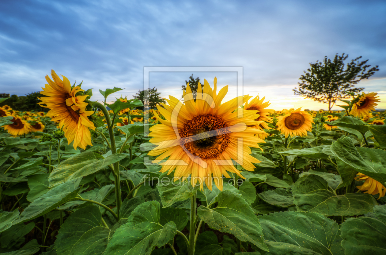 Bild-Nr.: 11788140 Sonnenblumen erstellt von Steffen Gierok