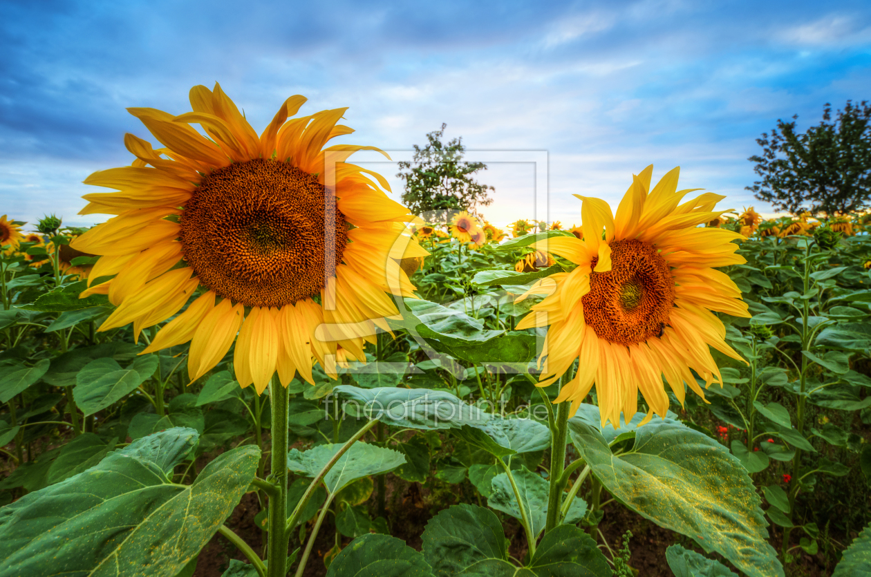 Bild-Nr.: 11788142 Sonnenblumen erstellt von Steffen Gierok