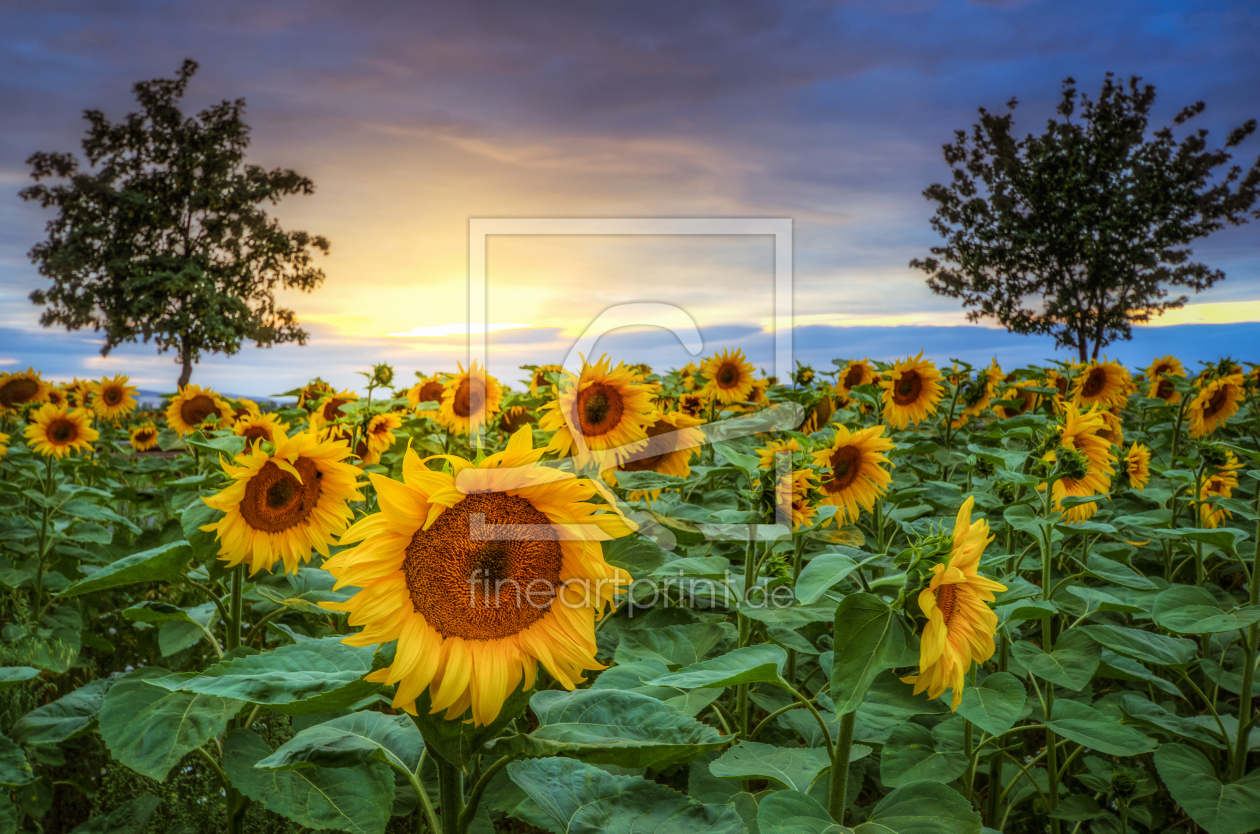 Bild-Nr.: 11788144 Sonnenblumen erstellt von Steffen Gierok