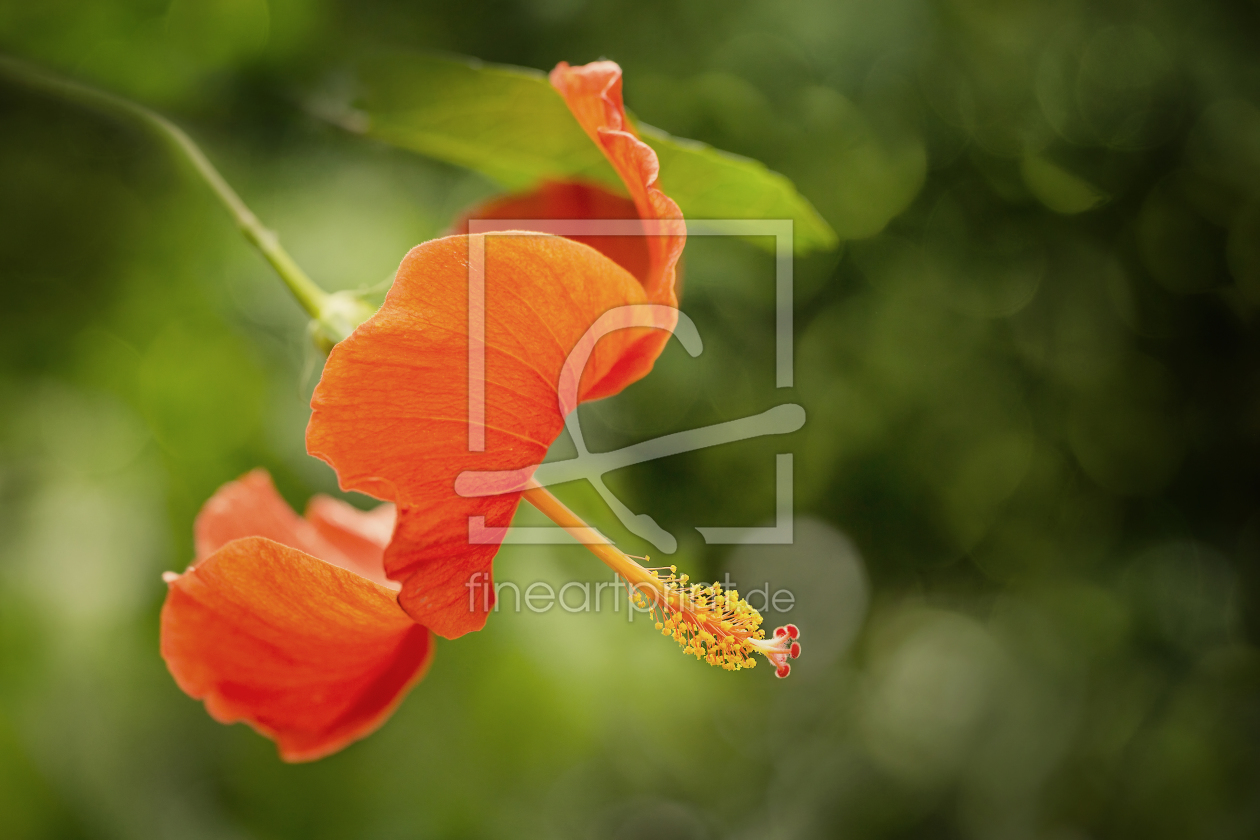 Bild-Nr.: 11788250 Hibiskus Blüte Blume erstellt von Thomas Herzog