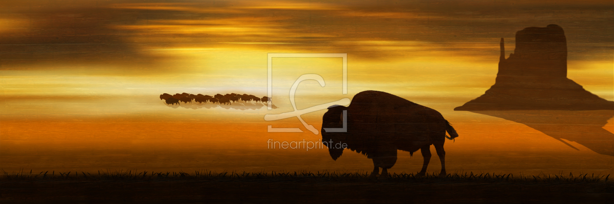Bild-Nr.: 11788598 Der einsame Bison in der Prärie - Panorama erstellt von Mausopardia