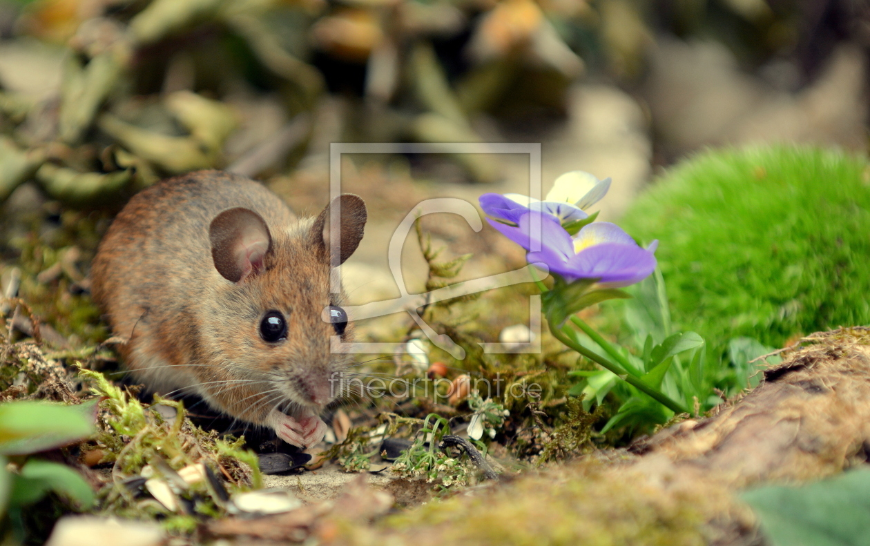 Bild-Nr.: 11788600 Die Maus im Garten erstellt von GUGIGEI