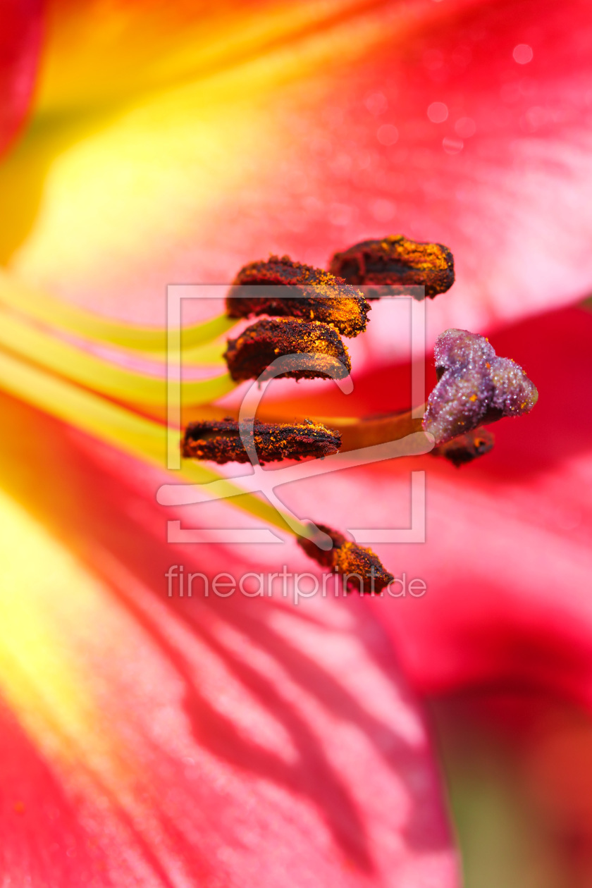 Bild-Nr.: 11788660 Details einer Lilienblüte erstellt von falconer59