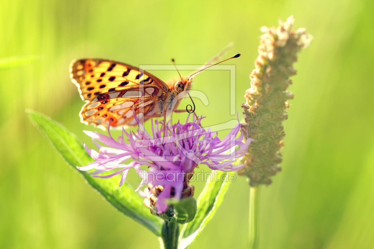 Bild-Nr.: 11788776 Perlmutterfalter Schmetterling Falter  erstellt von Thomas Herzog