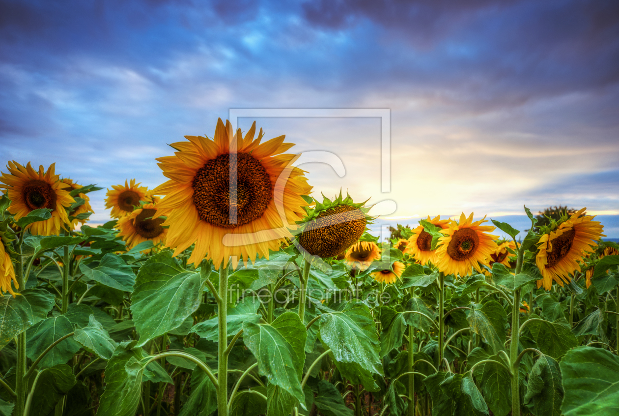 Bild-Nr.: 11788816 Sonnenblumen erstellt von Steffen Gierok