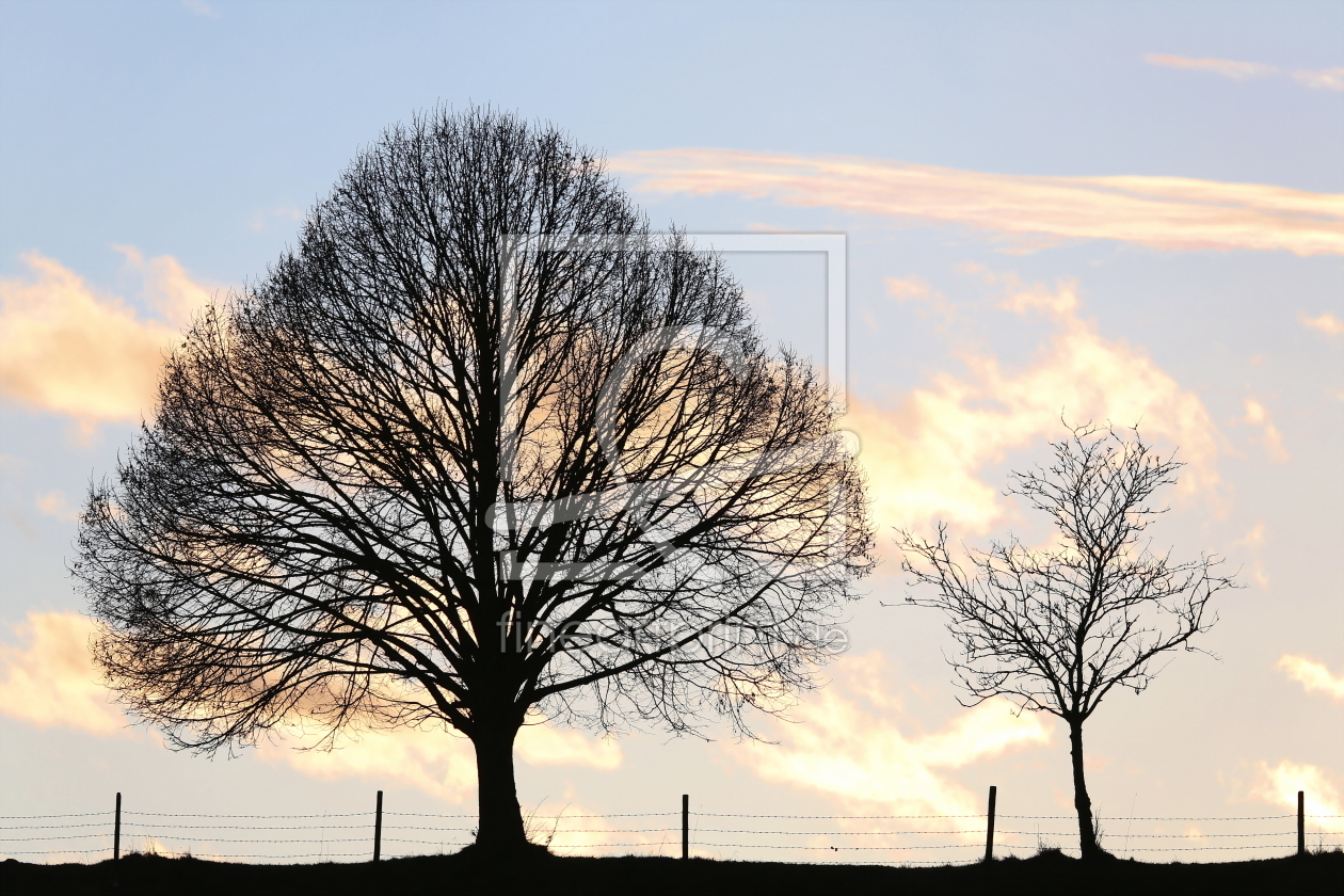 Bild-Nr.: 11789102 Baum erstellt von fotoping