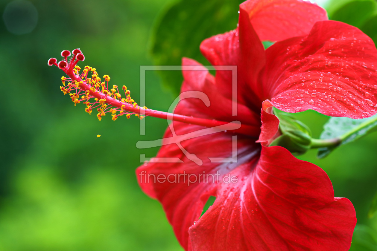 Bild-Nr.: 11789234 Hibiskusblüte erstellt von falconer59