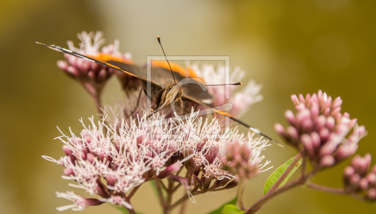 Bild-Nr.: 11789746 Schmetterling erstellt von nigella