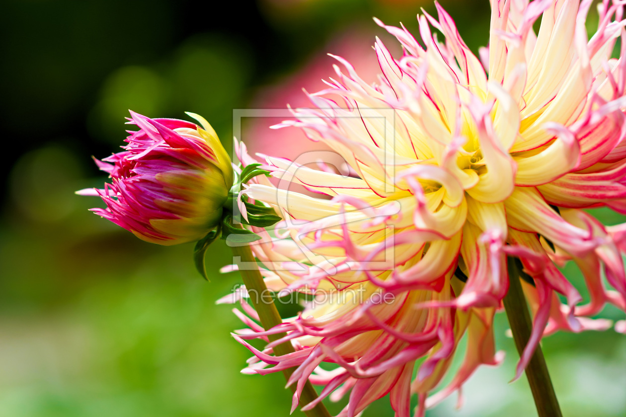 Bild-Nr.: 11789774 Knospe und Blüte erstellt von falconer59