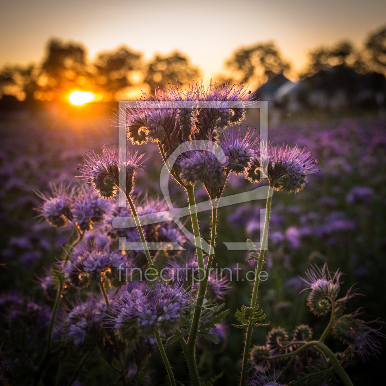 Bild-Nr.: 11790248 Phacelia im Sonnenuntergang erstellt von Mohr-Moments-Photography