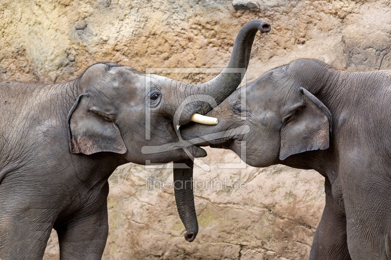Bild-Nr.: 11792308 Elefant Dickhäuter erstellt von Thomas Herzog