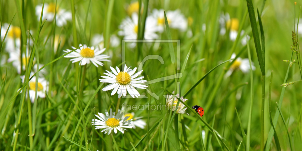 Bild-Nr.: 11794208 Gänseblümchen erstellt von Atteloi