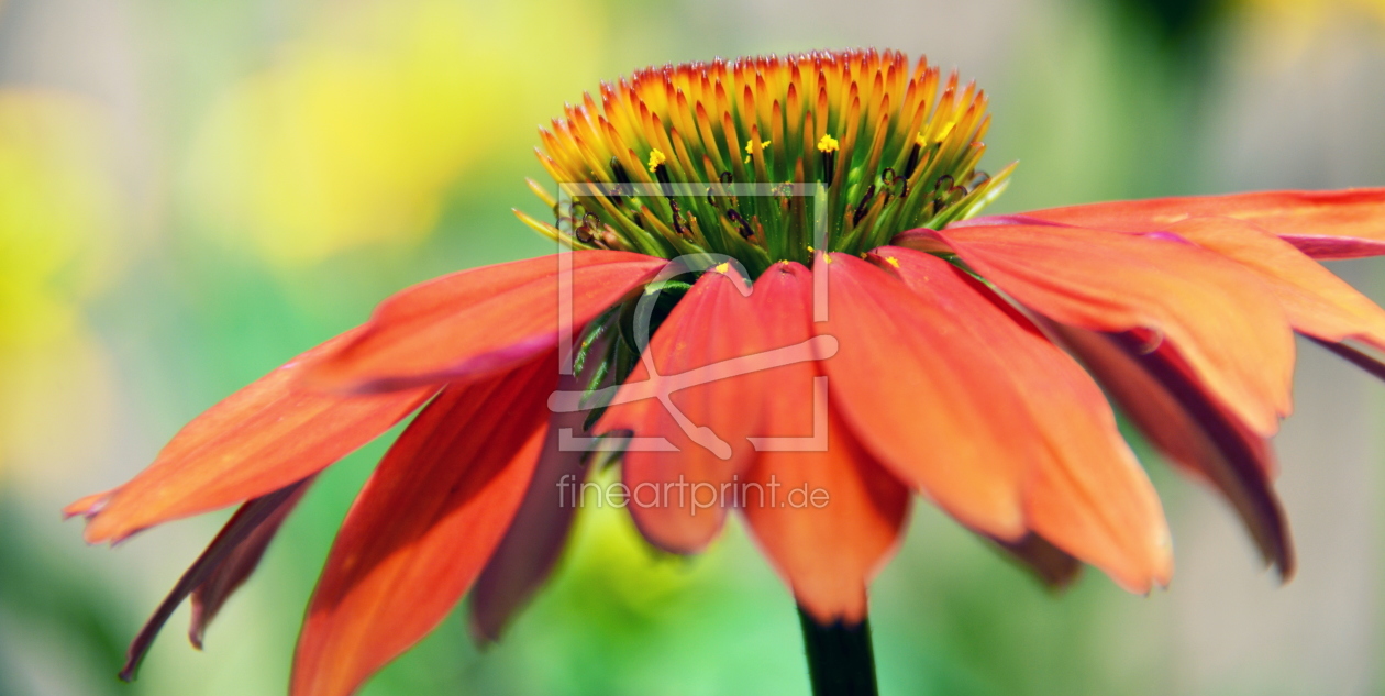 Bild-Nr.: 11794546 ECHINACEA erstellt von GUGIGEI