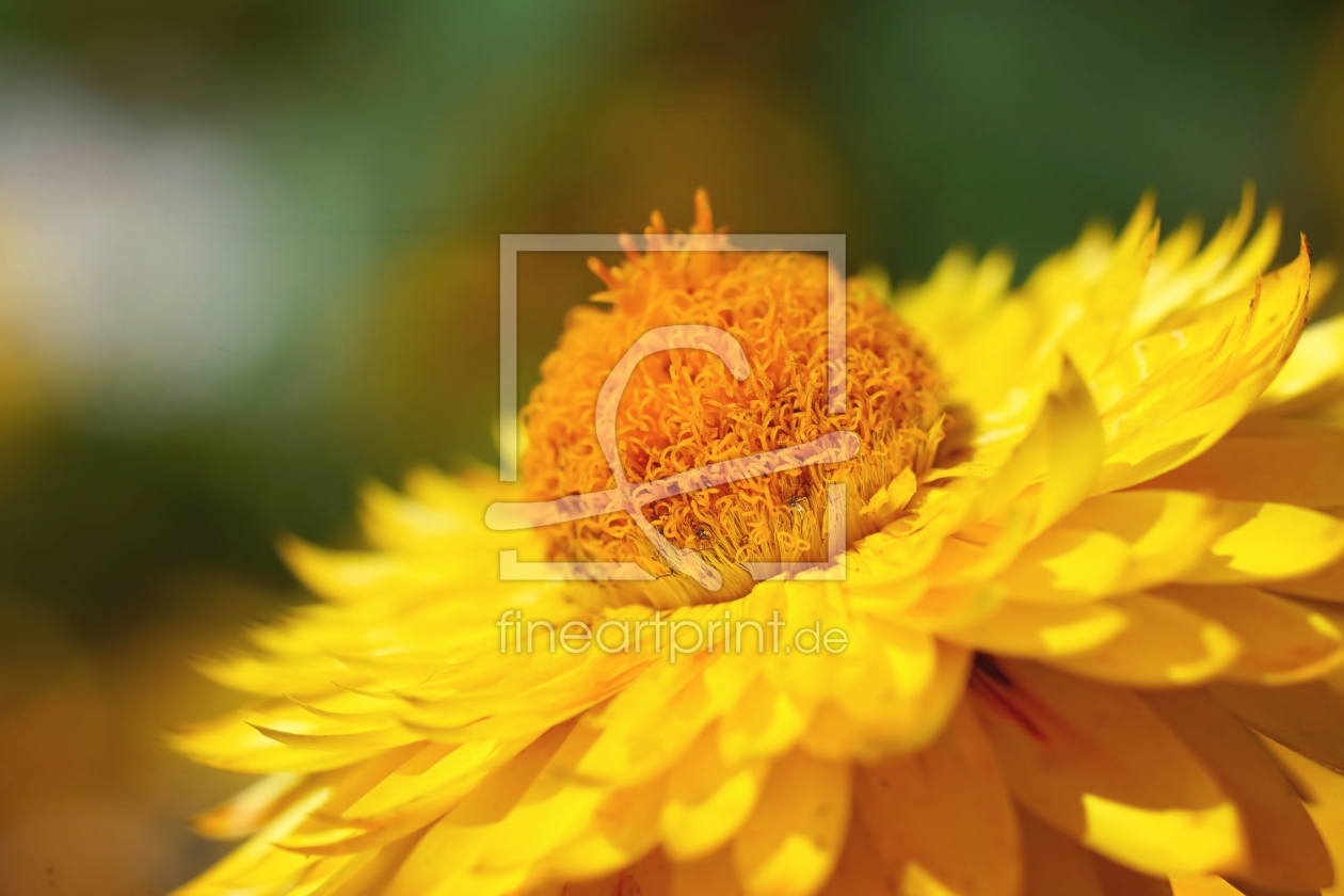 Bild-Nr.: 11795224 Forever Bild-Nr.: 11795224 Forever erstellt von youhaveadream