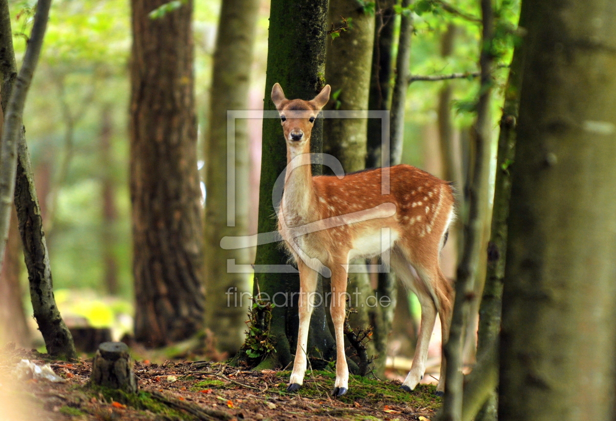 Bild-Nr.: 11795490 Allein im Wald erstellt von GUGIGEI