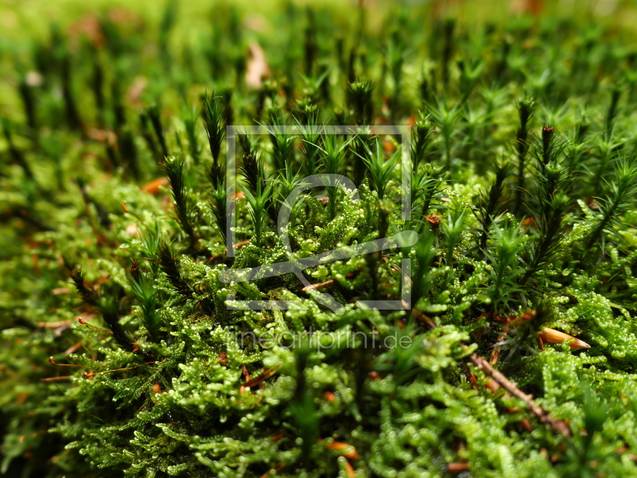 Bild-Nr.: 11796428 Mikrowelt III erstellt von dresdner