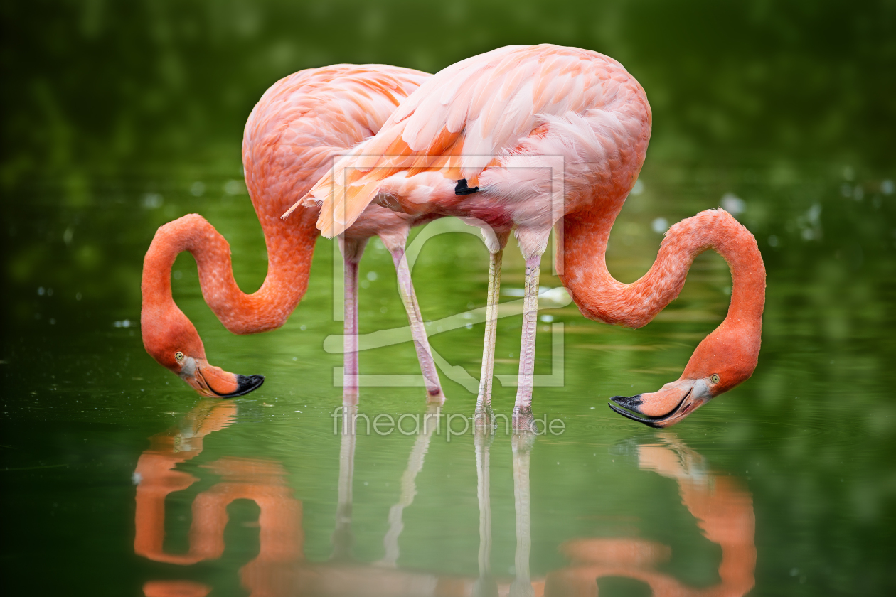 Bild-Nr.: 11797184 Flamingo Vögel Stelzvogel  erstellt von 