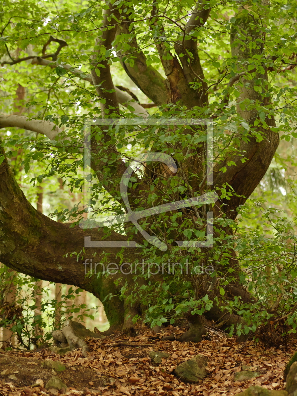Bild-Nr.: 11797188 Alt wie ein Baum erstellt von dresdner
