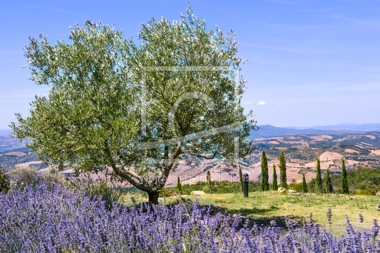 Bild-Nr.: 11798752 Lavendel trifft Olivenbaum Bild-Nr.: 11798752 Lavendel trifft Olivenbaum erstellt von Kerstinchen