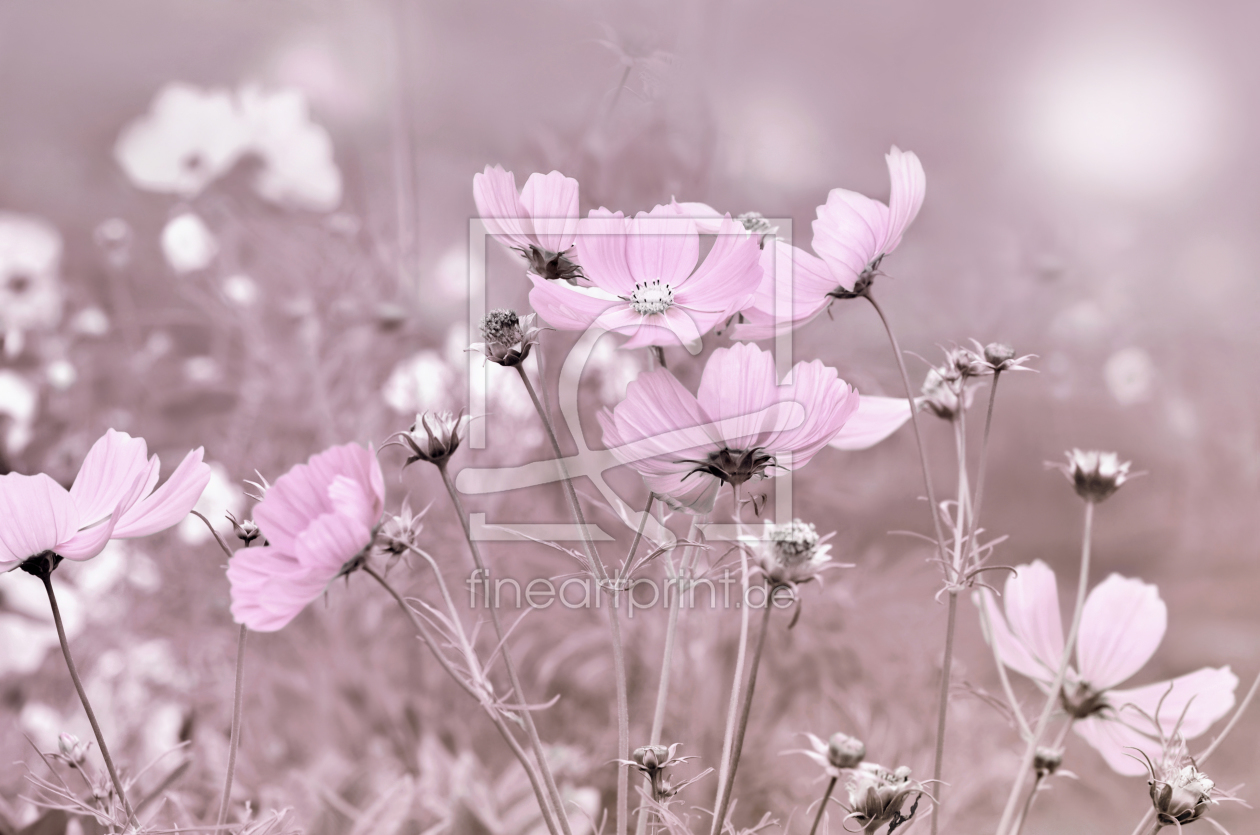 Bild-Nr.: 11799778 Cosmea erstellt von Atteloi