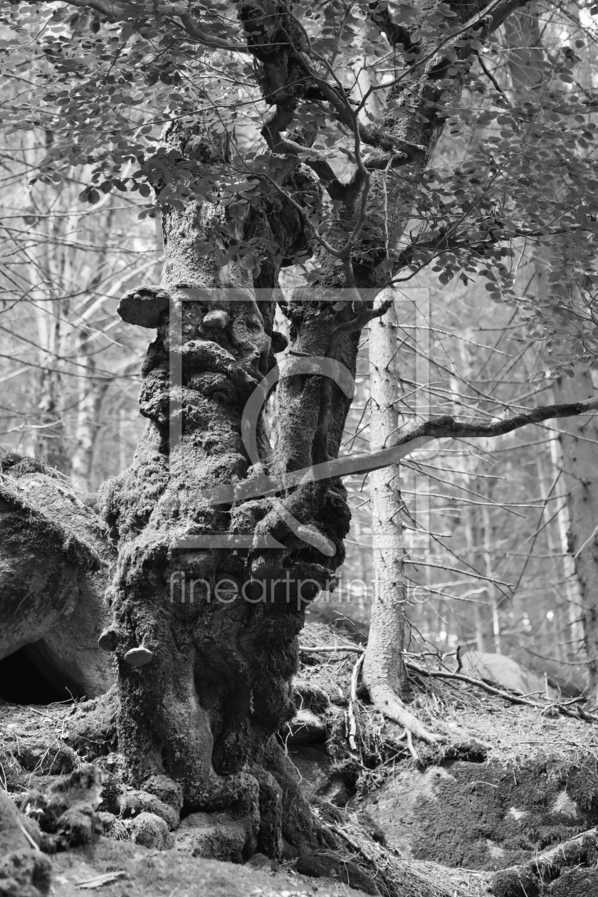 Bild-Nr.: 11800640 Alt wie ein Baum erstellt von dresdner