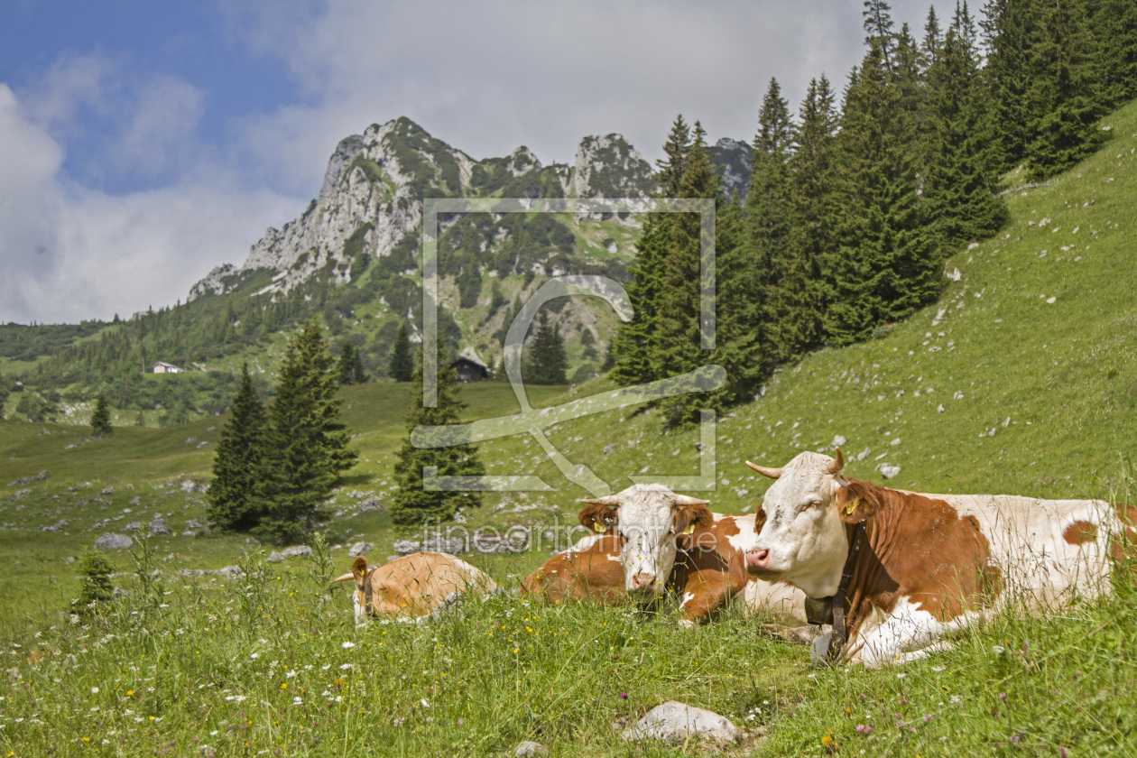 Bild-Nr.: 11800840 Kühe mit Ruchenköpfe im Hintergrund erstellt von EderHans