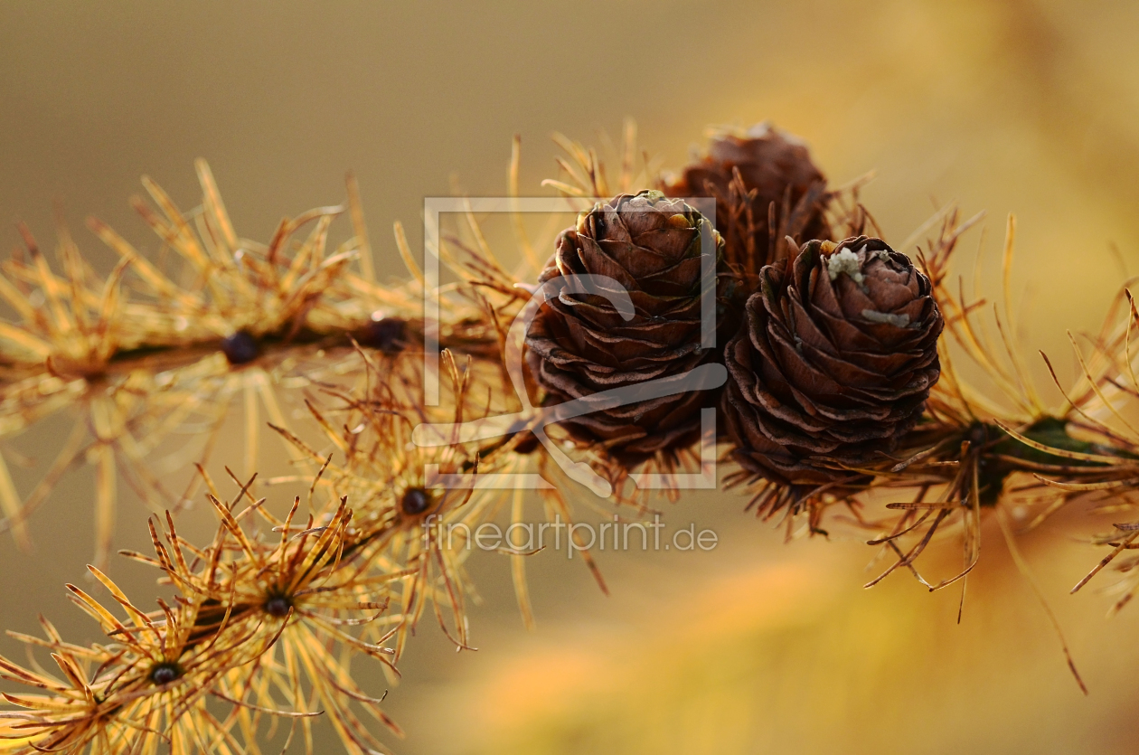 Bild-Nr.: 11801036 Herbstzeit erstellt von Ostfriese