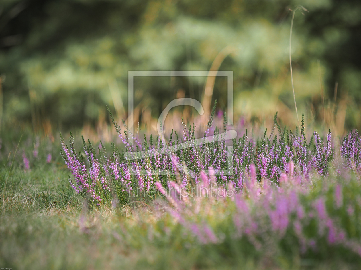 Bild-Nr.: 11801218 Heideland erstellt von boegau-photography