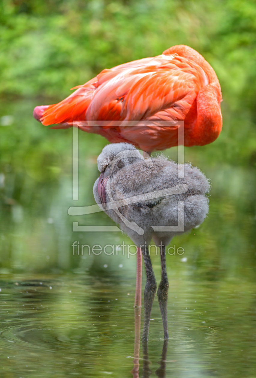 Bild-Nr.: 11801290 Flamingo Küken Vögel Stelzvogel erstellt von Thomas Herzog