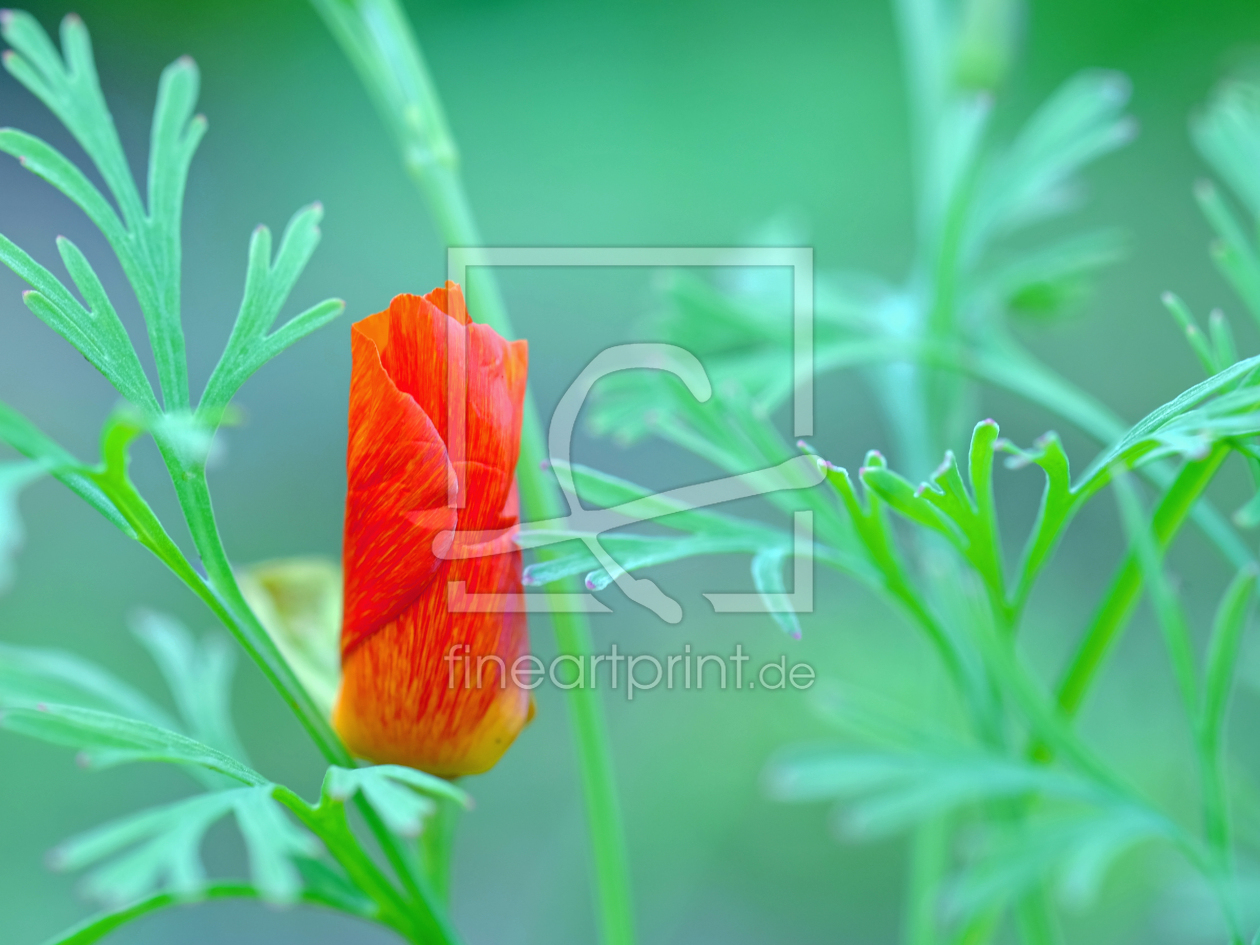 Bild-Nr.: 11802046 Kalifornischer Mohn erstellt von Ostfriese