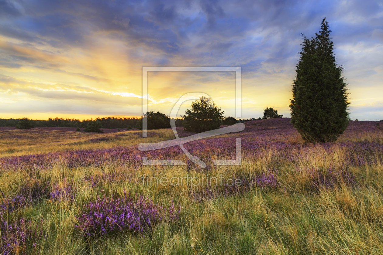 Bild-Nr.: 11802604 Sonnenaufgang in der Lüneburger Heide erstellt von Daniela Beyer