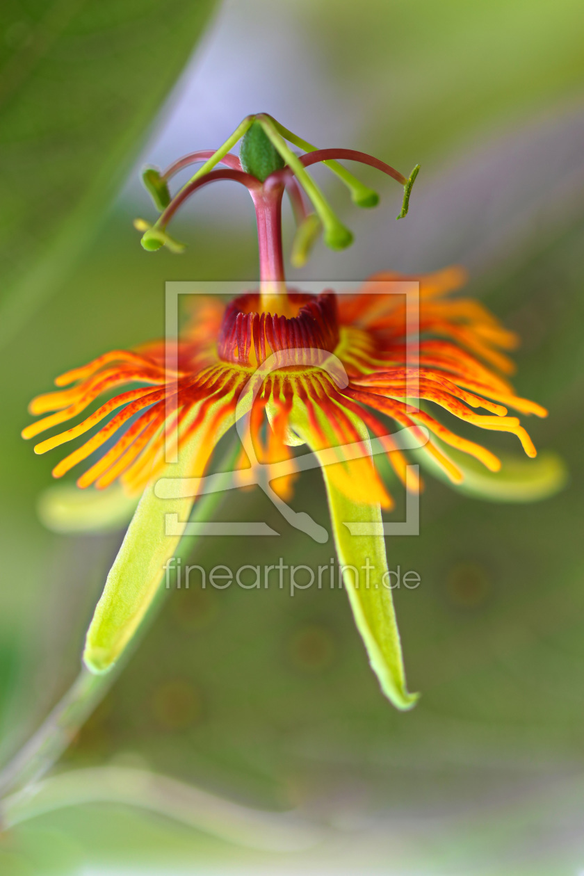Bild-Nr.: 11802660 Passiflora mexicana erstellt von falconer59