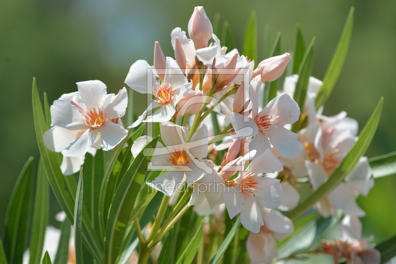 Bild-Nr.: 11803068 Oleander apricot erstellt von Bettina Schnittert