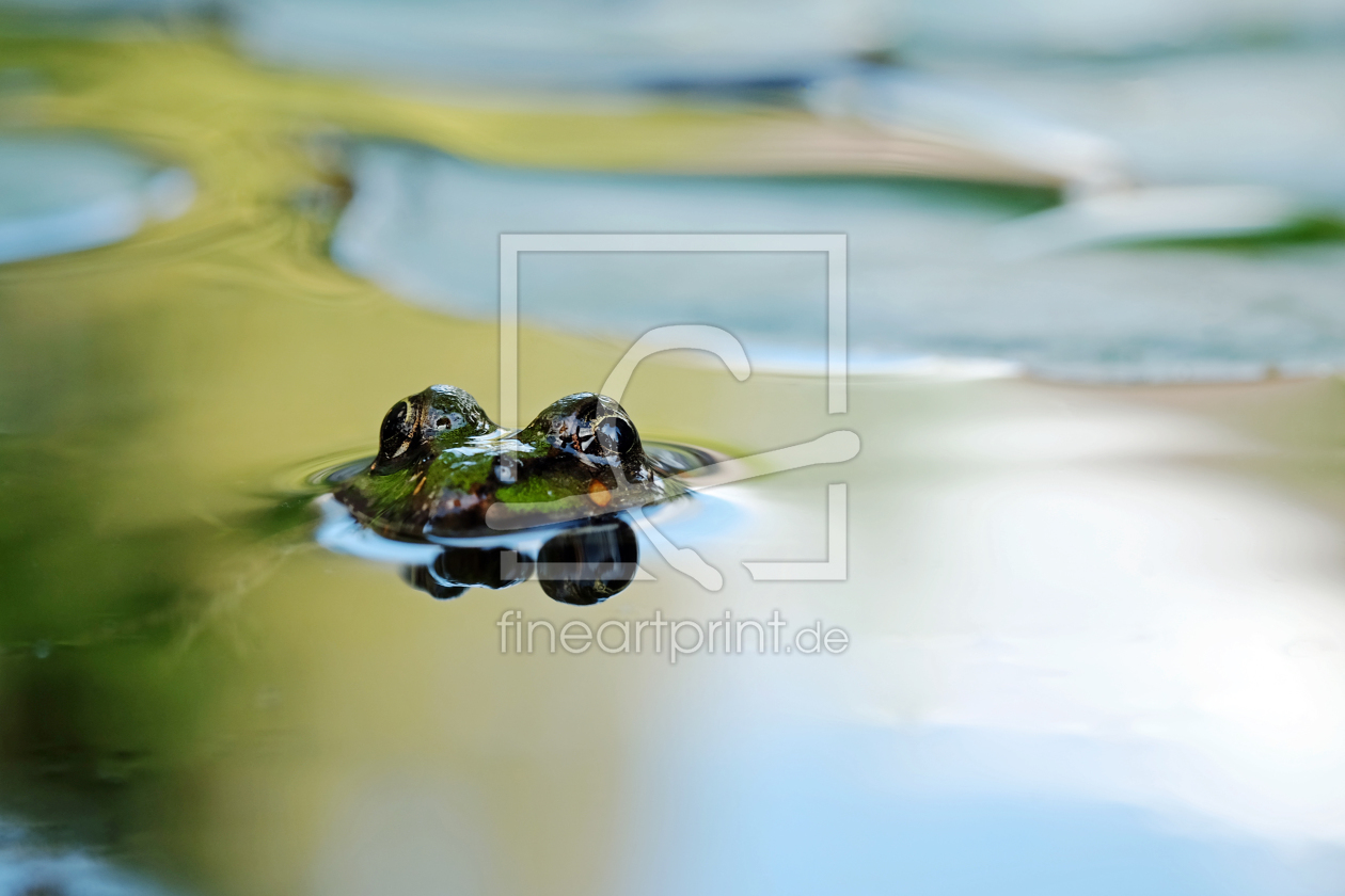 Bild-Nr.: 11803154 Frosch auf Tauchstation erstellt von Ostfriese