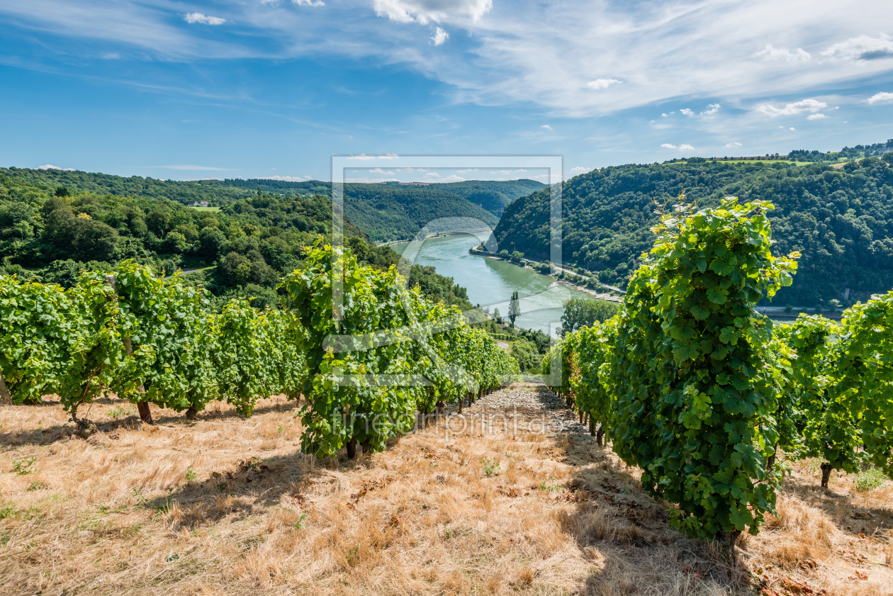 Bild-Nr.: 11803196 Weinreben im Loreleytal 54 erstellt von Erhard Hess