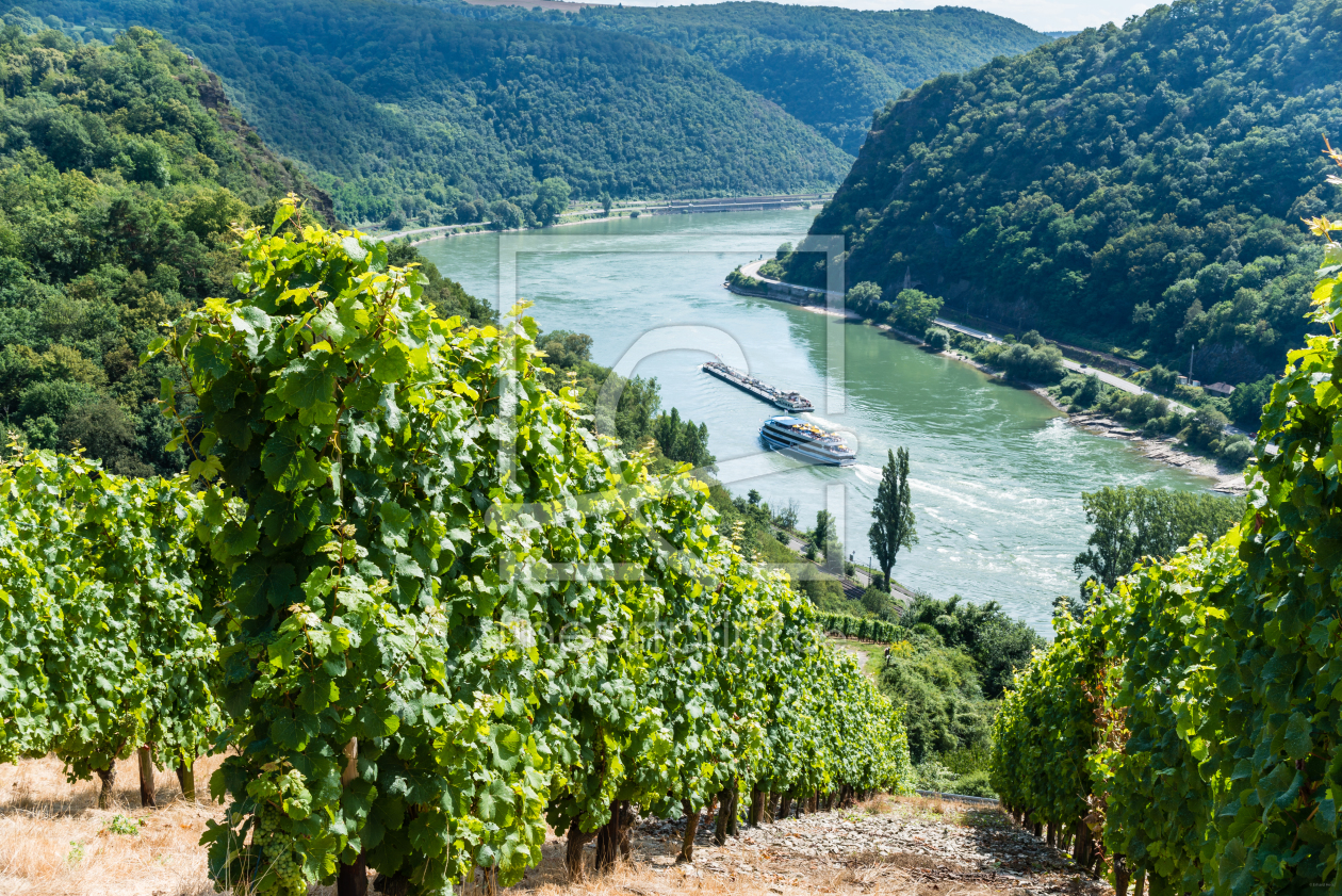 Bild-Nr.: 11803200 Weinreben im Loreleytal 66 erstellt von Erhard Hess