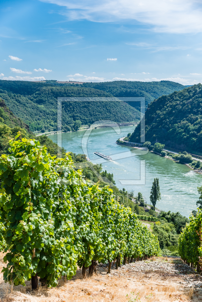 Bild-Nr.: 11803570 Weinreben im Loreleytal 75 erstellt von Erhard Hess