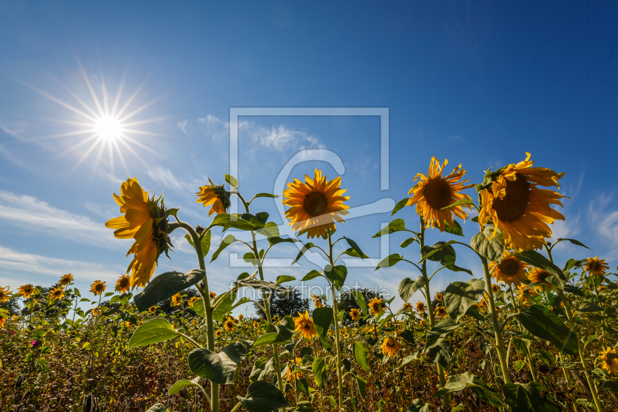 Bild-Nr.: 11805170 Sommer`Sonnen erstellt von Ursula Reins
