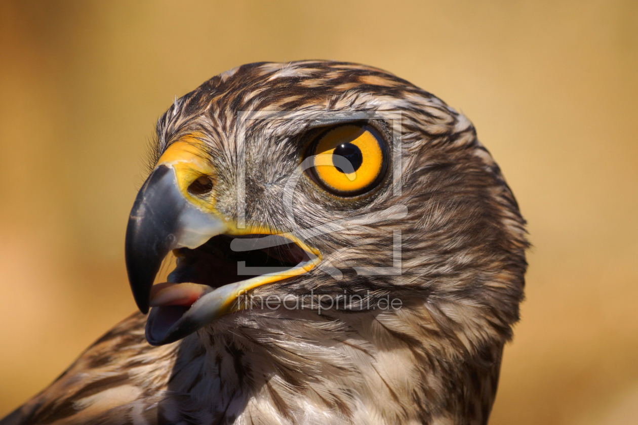 Bild-Nr.: 11805548 Habicht Accipiter gentilis erstellt von stoerti-md