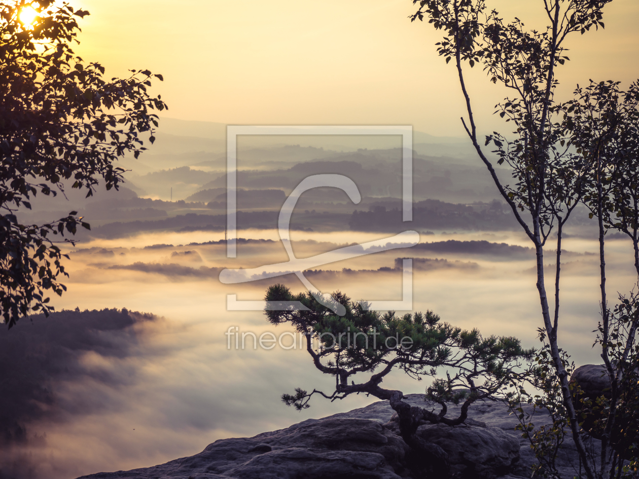 Bild-Nr.: 11807254 Kiefer im Nebel erstellt von Mohr-Moments-Photography